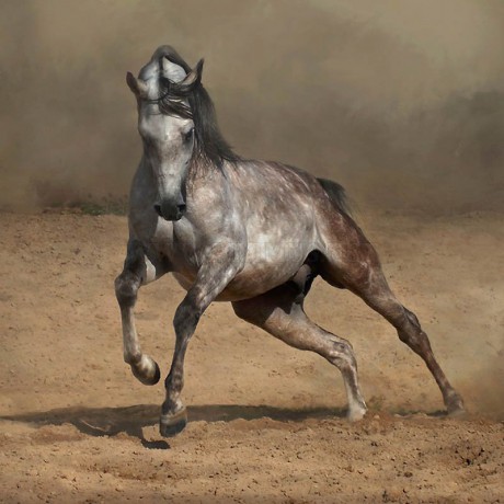 arab-and-andalusian-horse-28